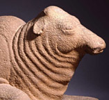 Nandi Bull