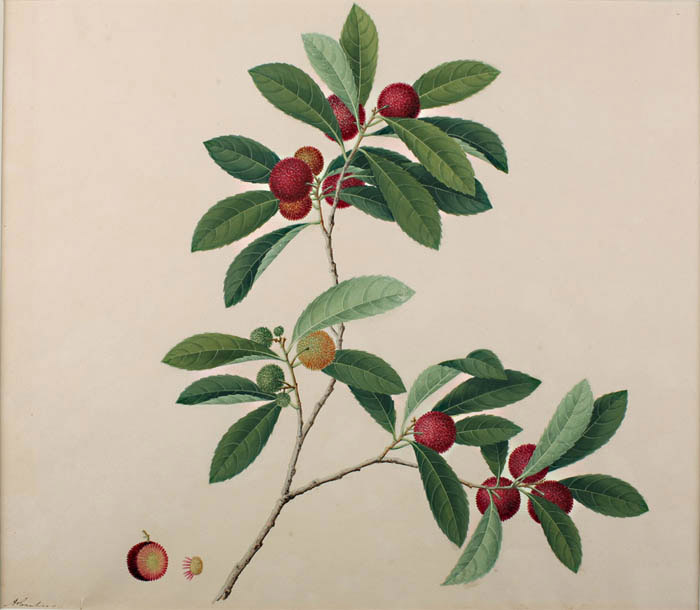 Lychee