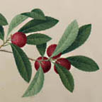 Lychee