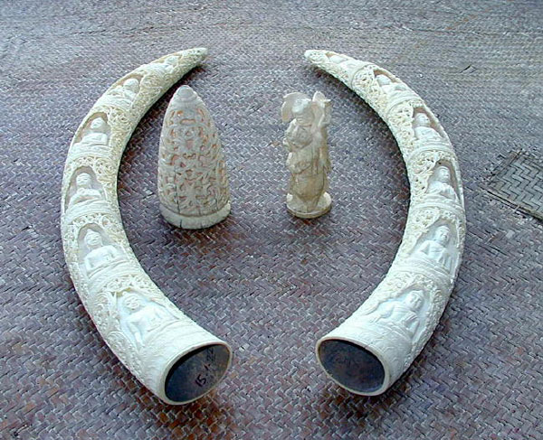 Pair of carved tusks with Buddhas carved by U Ba Pe