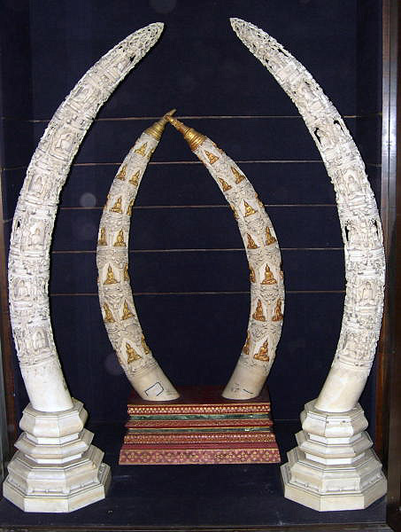 Buddha royal carved tusks