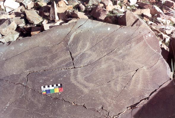  Petroglyph belonging to earliest tier of Tibetan rock art depicting a yak and either a  horse or onager