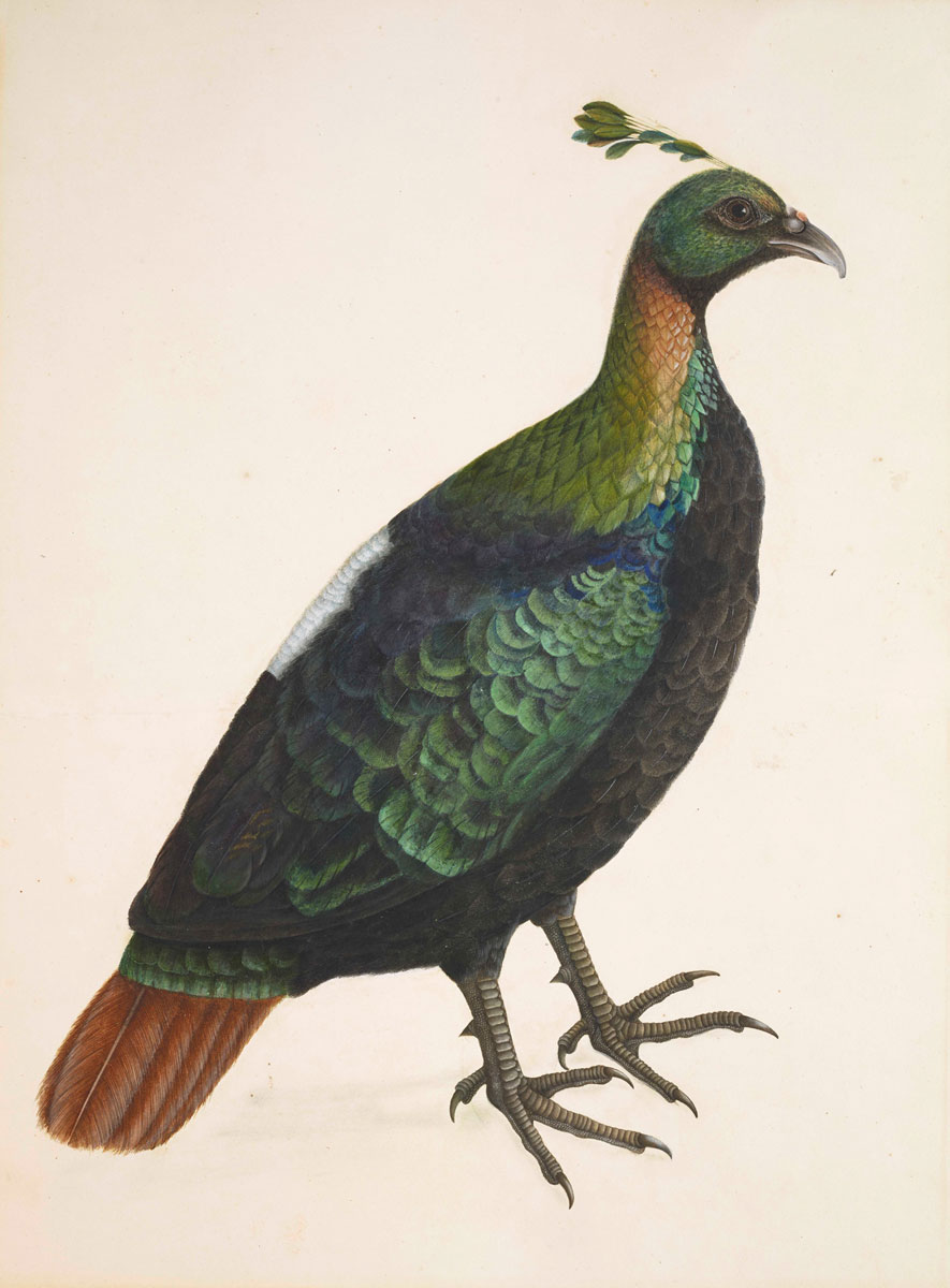 A Himalayan Monal (Impeyan Pheasant)