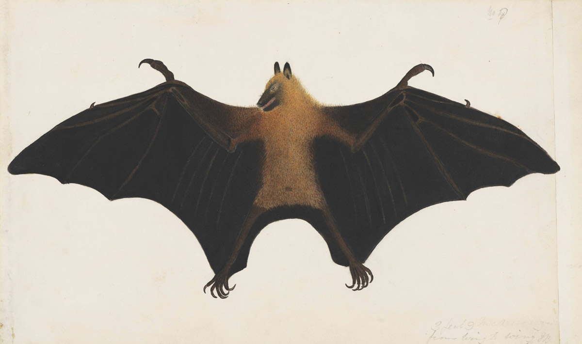 A great Indian fruit bat (flying fox)