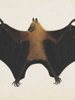 A great Indian fruit bat (flying fox)